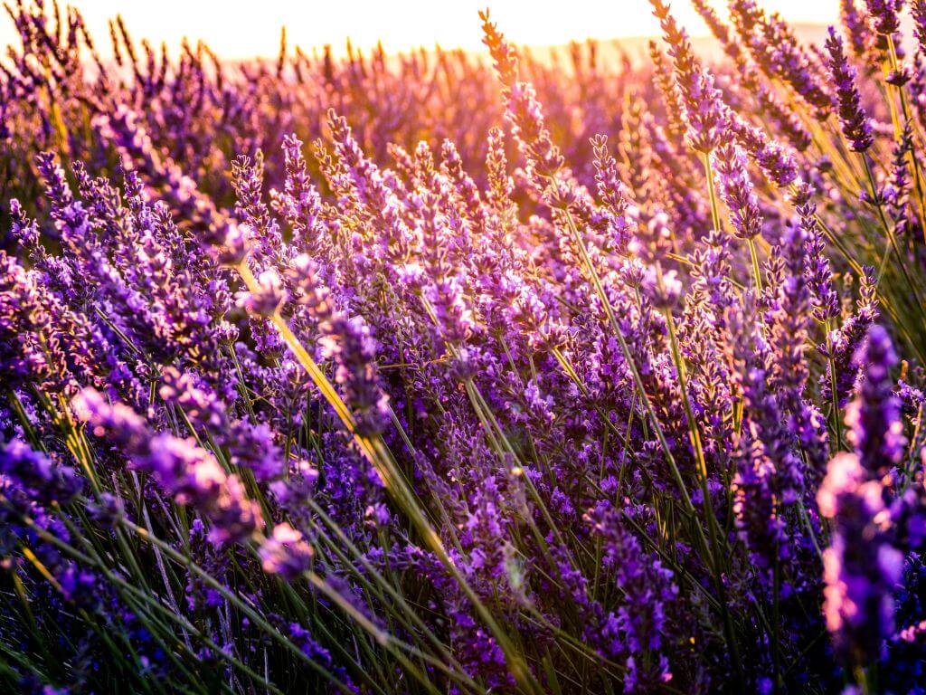 Sniffing out success: The psychology of marketing scents on emotions and behaviours